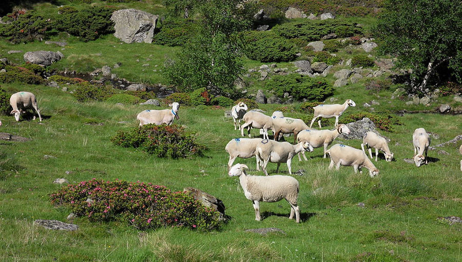 vall de sem