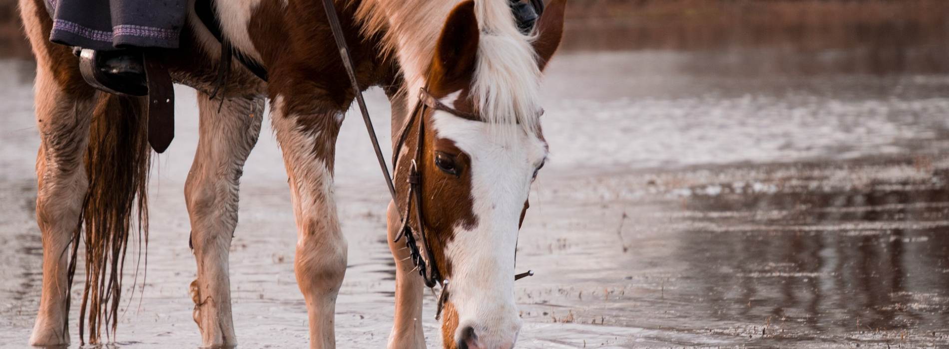 Balade à cheval en Ariège 