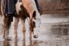 Balade à cheval en Ariège