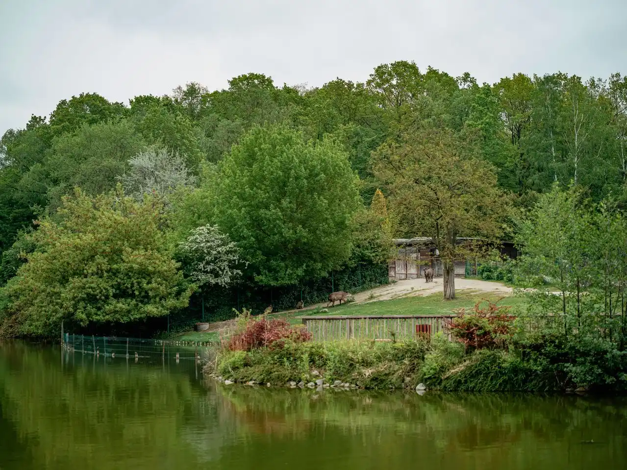 Parc du Teich 320 espèces d’oiseaux à observer